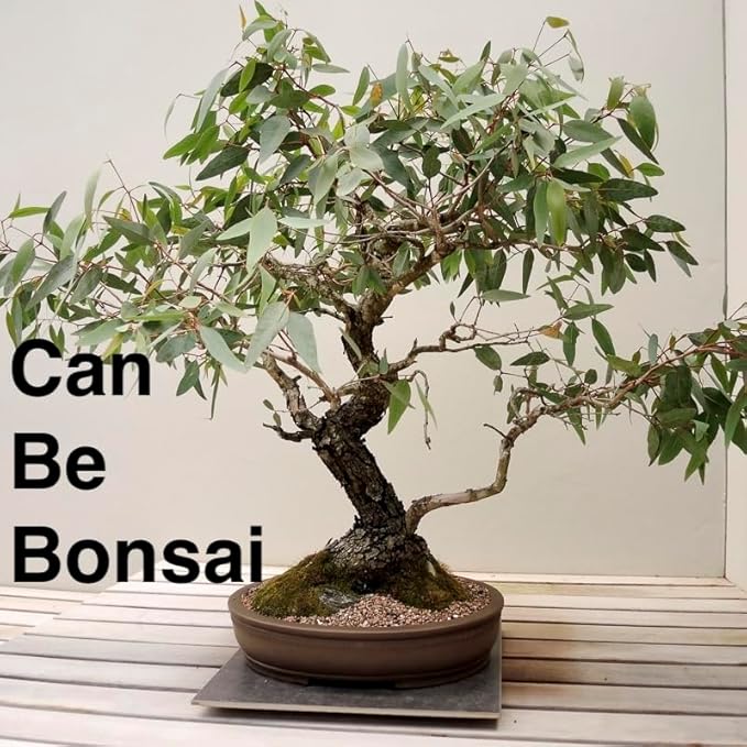 Lemon Eucalyptus (Corymbia citriodora) Live Plant - Fragrant Indoor/Outdoor Plant with Natural Insect Repellent Citronella Oil (4 eucal-Lemon sacs)