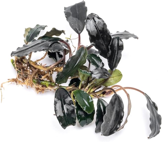 SubstrateSource Bucephalandra Deep Purple Live Aquarium Plant - Natural Freshwater Fish Tank Decorations and Aquatic Decor (Plant (10-15 Leaves))