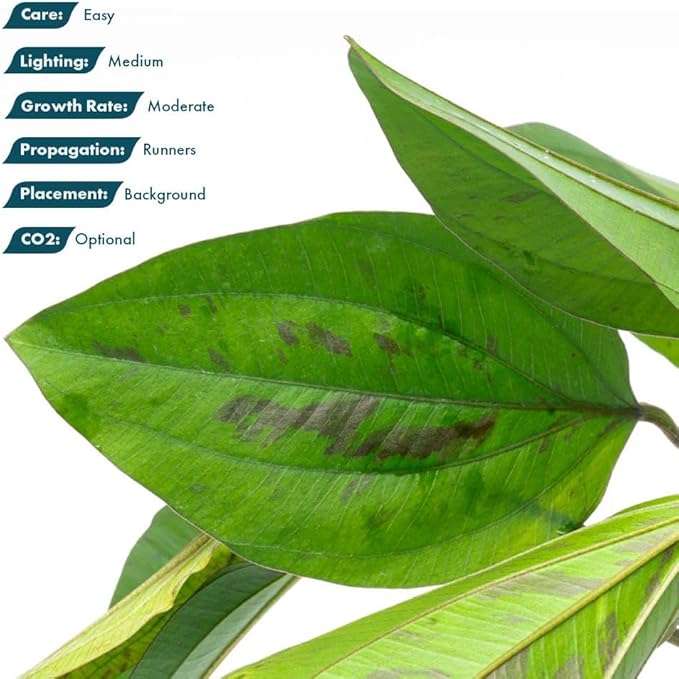 SubstrateSource Live Plants - Echinodorus cordifolius 'Hybrid' - Medium Light, Bright Green Accent for Background Freshwater Aquascaping in Community or Biotope Planted Aquarium - Pot