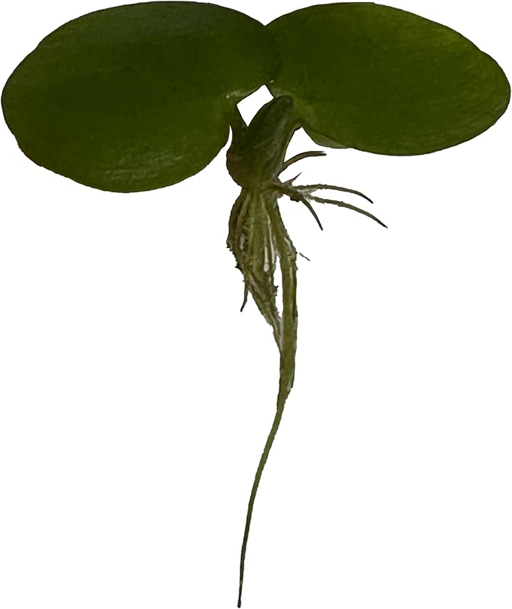 12 Amazon Frogbit (Limnobium Laevigatum), Live Aquarium/Aquatic Floating Plant by TMD Fishkeeping