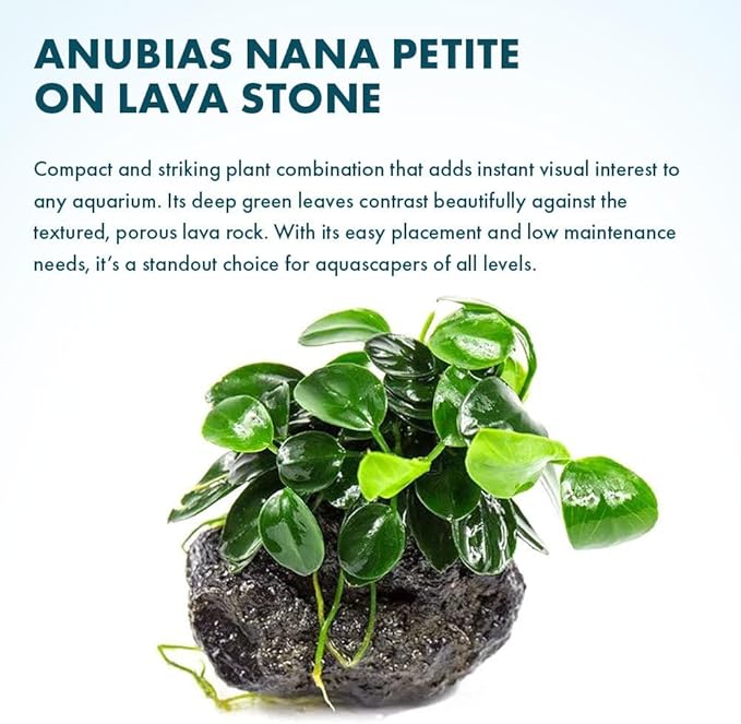 SubstrateSource Live Plants – Anubias Nana Petite (Anubias barteri VAR. Nana 'Petite') – Low to Moderate Light, Deep Green Tiny Rounded Leaves, Foreground Placement - Planted Decor, 3 Pack