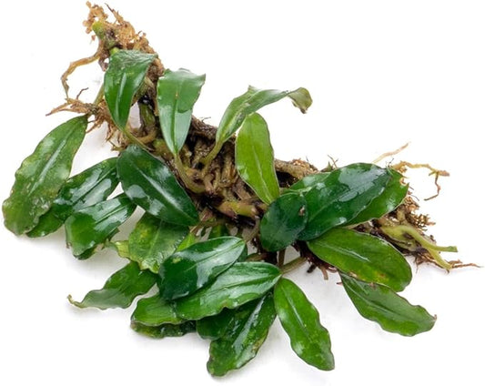 SubstrateSource Bucephalandra Rainbow Frost Live Aquarium Plant - Natural Freshwater Fish Tank Decorations and Aquatic Decor (Plant (10-15 Leaves))