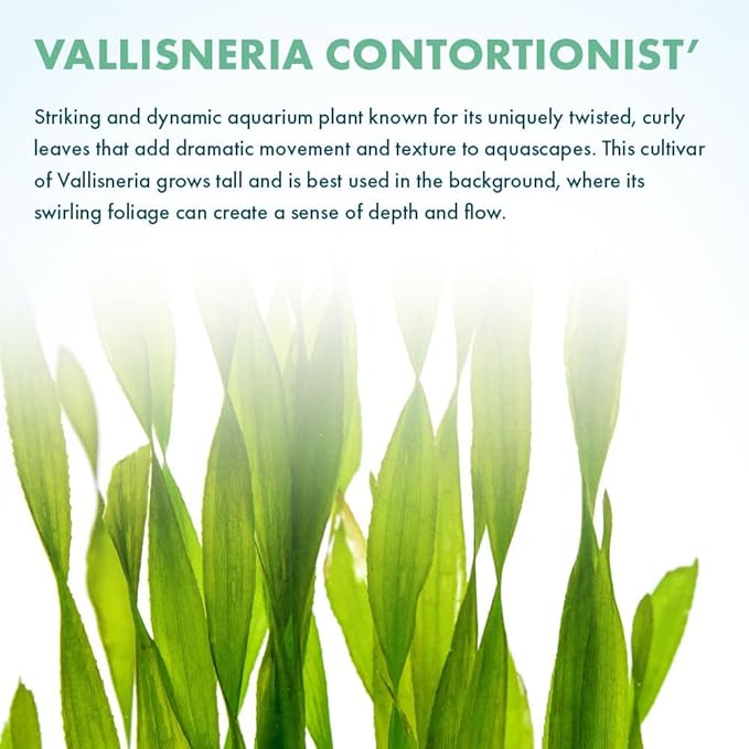 SubstrateSource Live Plant - Tall Grass, Corkscrew Vallisneria (Vallisneria Americana 'Contortionist') - Moderate to High Light, Bright Green, Background - Lead Bunch, 4 Pack