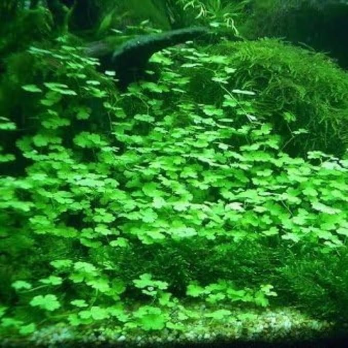 3 Pack Freshwater Aquarium Decor, Easy Growing Dwarf Carpet for Fish Tank/Terrarium, Natural Aquatic Plant Growth Material (Lucky Grass)