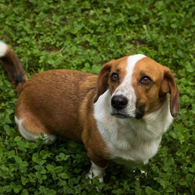 Flawn Seed Kits 11 Lbs Micro Clover Seed, Organic Coated, Eco-Friendly, Low Growing, Low Maintenance, Lawn Alternative, Pail with Handle, Covers up to 40,000 Sqft