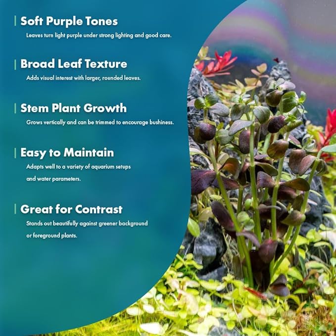 SubstrateSource Live Plant - Purple Bacopa (Bacopa salzmannii) - Moderate Care, Moderate to High Light, Purple and Violet Accent, Freshwater Aquatic Plant for Aquascaping - Lead Bunch