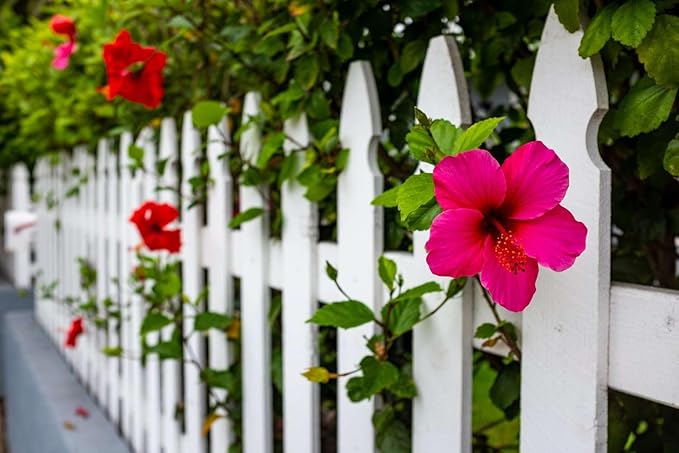Pink Hibiscus. rosa-sinensis. Live Plant - Tropical Blooming Hibiscus, Pretty Flowers, Used in Tea and Juice (4 Pink Hibiscus Cups)