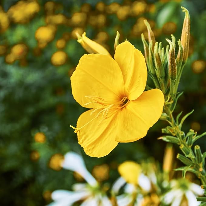 Created By Nature Evening Primrose Seeds, 44,000 Yellow Wildflower Seeds