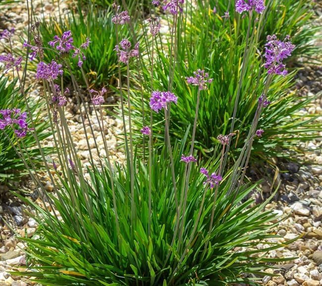 Society Garlic | 1 Large Gallon Size Plant I Tulbaghia Violacea I Live Fragrant Purple Blooms & Edible Leaves, Easy-Care, Drought-Resistant Outdoor Herb