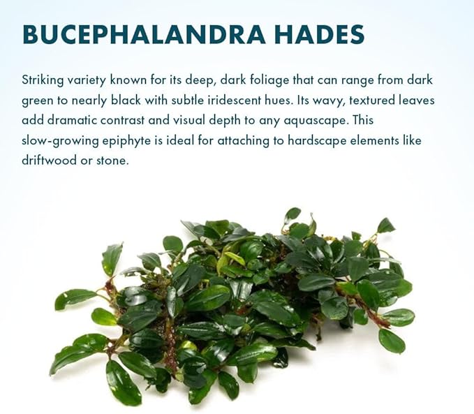 SubstrateSource Live Plants – Hades (Bucephalandra sp.) – Low to Medium Light, Dark Green with Blue Iridescence Color Aquatic Plant, Foreground to Midground, Rhizome Growth - Loose, 1 Pack