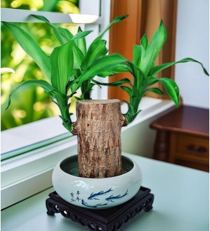 Brazilian Lucky Wood & Lucky Growth Kit,Grow Your Own Luck,Mini Sculpture Art,Good Luck Offices, Kitchens, Living Rooms, Home Decorations (C)