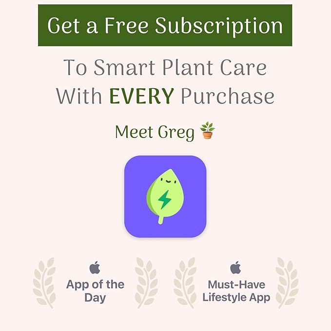 American Plant Exchange Schefflera Arboricola – 10-Inch Pot – Live Easy Care Tropical Shrub, Outdoor or Indoor Umbrella Plant for Patios, Landscapes, Entryways & Home Garden Décor