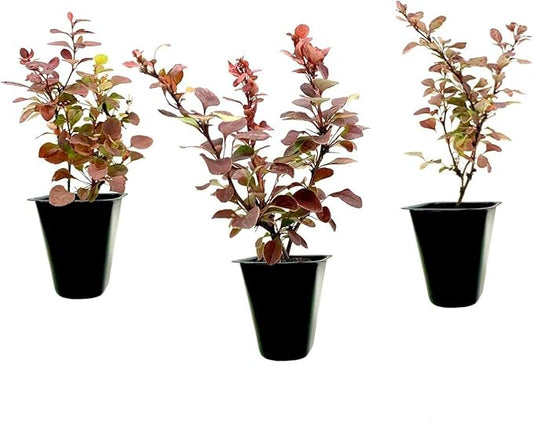 Barberry Rosy Glow | 10 Live Plants | Vibrant Dual-Toned Foliage, Ideal for Landscaping & Hedging, Hardy & Drought-Tolerant, Live Decorative Shrub Plant