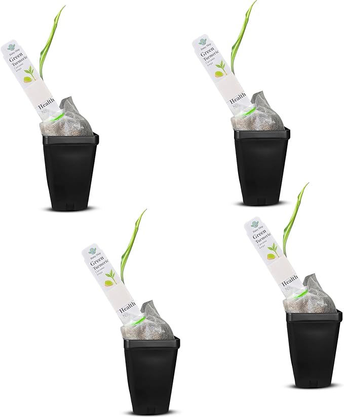 Green Turmeric Live Plant - (Curcuma aeruginosa) - Rare Medicinal Herb, Vibrant Pink Flowers, Ideal for Tropical Gardens (4 Green Turmeric Cups)