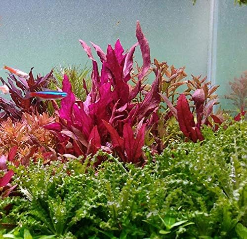 Alternanthera Reineckii VAR. Rosanervig Mini Freshwater Red Stems Live Aquarium Plant