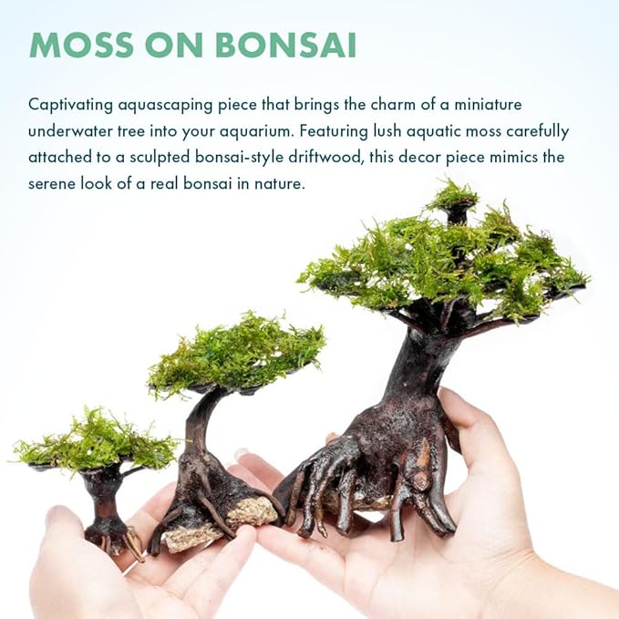 SubstrateSource Live Planted Bonsai - Java Moss on Bonsai Driftwood - Bright Green Aquascaping Decor for Freshwater Aquariums - Large