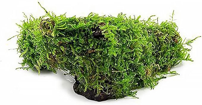 SubstrateSource Live Aquarium Plants on Driftwood, Lava Rock, Moss Mat - Freshwater Fish Tank Plants (Christmas Moss, Driftwood (Medium))