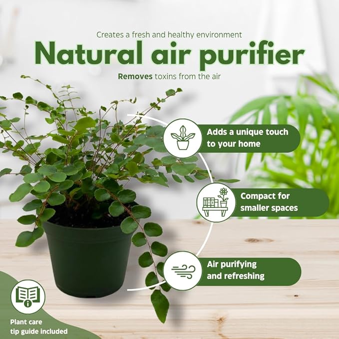 BubbleBlooms Fern Assortment Set, 6 Different Ferns in 4 inch pots, Grower's Choice May Include Staghorn, Asparagus, Club Moss, Heart-Fern, Rabbit's Foot