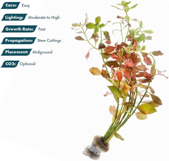 SubstrateSource Live Plants – Ludwigia Ovalis – Moderate to High Light, Green to Orange, Midground Accent – Lead Bunch, 4 Pack