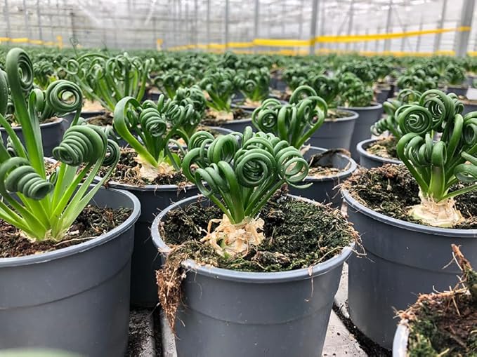 Gardenera Premium Albuca Spiralis Potting Soil Mix - Perfect Balance of Nutrients, Drainage, and Aeration for Thriving Blooms - 4 Quart