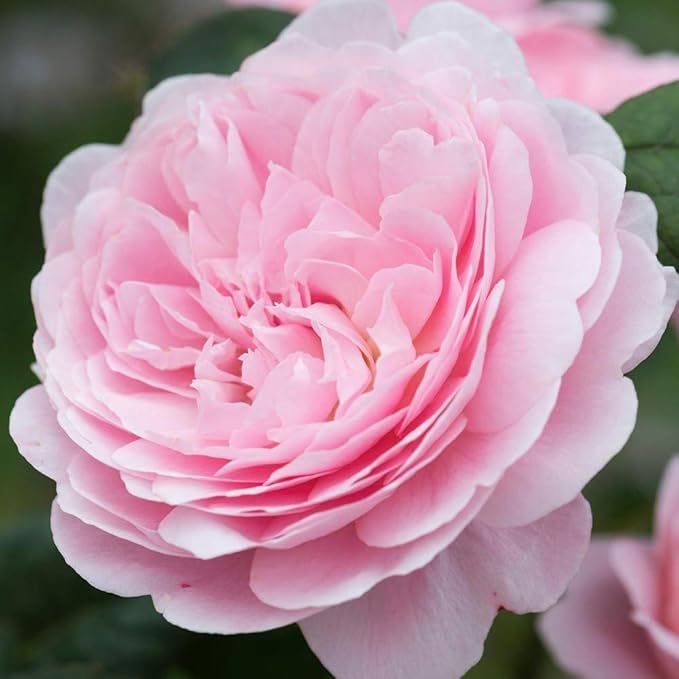 Heirloom Roses Rose Plant - Queen of Sweden® Pink Rose Bush, David Austin Live Plant for Planting Outdoors