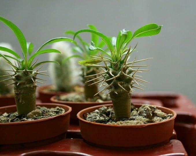 GARDENERA Madagascar Palm Potting Soil - Enhance Growth and Health with Professional Grade Nutrient-Rich Mix - 3 Quart