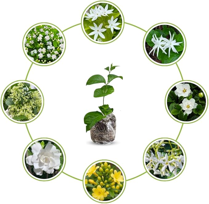 2 Random Jasmine Plants Live, Climbing Jasmine Indoor Outdoor Live, Fragrant, 5-9" in Tall, No Pot, Hardy and Fast-Growing