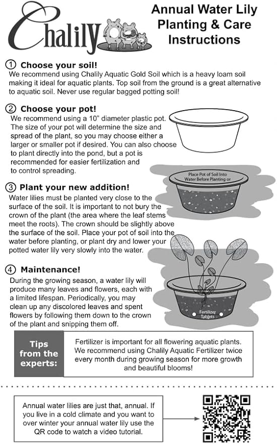 E.G. Hutchings Live Annual Water Lily Perfect Pond Plant Pre Grown Bare Root Waterlily Outdoor Koi Pond or Container Ponds Lillies pregrown Lilly pad