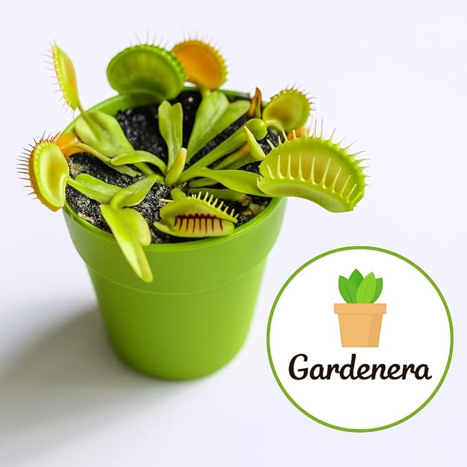 Gardenera Sphagnum Moss Potting Mix for Carnivorous Plants - 20 Quart - Moss and Perlite Blend for Potting Venus Fly Traps, Sarracenia, Pitcher Plants (4 Bags of 5QT)