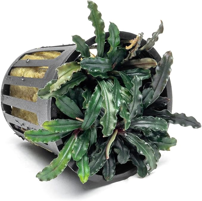 SubstrateSource Bucephalandra Red Blade Potted Live Aquarium Plant - Natural Freshwater Fish Tank Decorations, Aquatic Décor