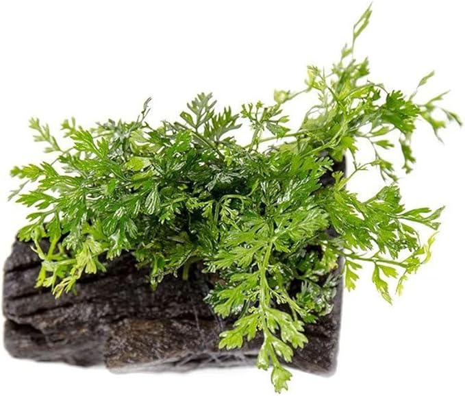 SubstrateSource Live Planted Decor - Mini Bolbitis on Driftwood - Foreground to Midground Epiphytic Fern for Aquascaping, Aquarium Decor - Small