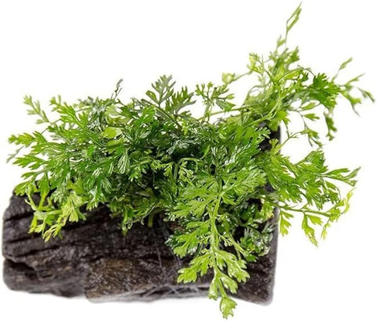 SubstrateSource Live Planted Decor - Mini Bolbitis on Driftwood - Foreground to Midground Epiphytic Fern for Aquascaping, Aquarium Decor - Small