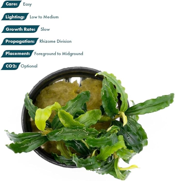 SubstrateSource Live Plants - Bucephalandra Biblis 'Blue Sky' - Low to Medium Light, Blue Violet Green Accent, Foreground to Midground, Epiphytic - Pot