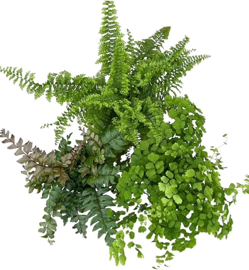 La Costa Plants Mixed Fern Plants, Set of 3, 4 Inch Pots, Live Indoor Outdoor Plants for Home and Office Decor