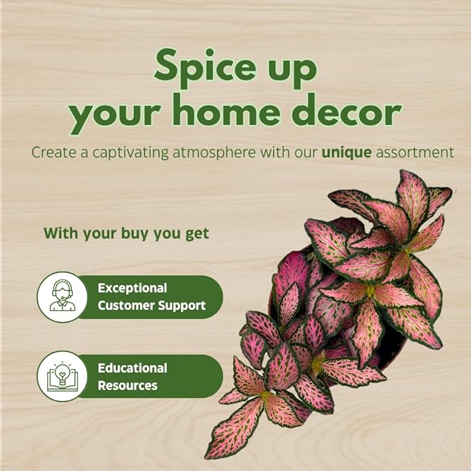 BubbleBlooms Fittonia Assortment 2 inch Set of 4