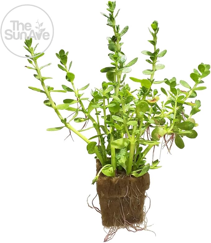 1. Bacopa Monnieri Easy Freshwater Live Aquarium Plant with Roots (7+ Stems)