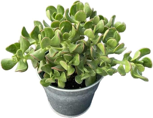 Dwarf Jade with Vintage Metal Pot, Live Crassula Ovata Crosby's Compact, Rare Cute Succulent Plant in 4" Planter, Home Office Décor