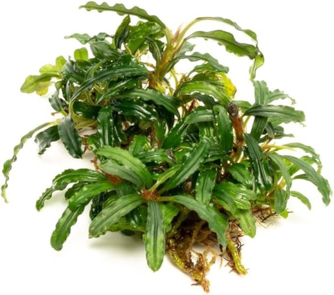 SubstrateSource Bucephalandra Catherinae Green Live Aquarium Plant - Natural Freshwater Fish Tank Decorations, Aquatic Décor - Plant (10-15 Leaves)