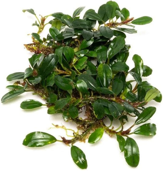 SubstrateSource Live Plants – Hades (Bucephalandra sp.) – Low to Medium Light, Dark Green with Blue Iridescence Color Aquatic Plant, Foreground to Midground, Rhizome Growth - Loose, 1 Pack