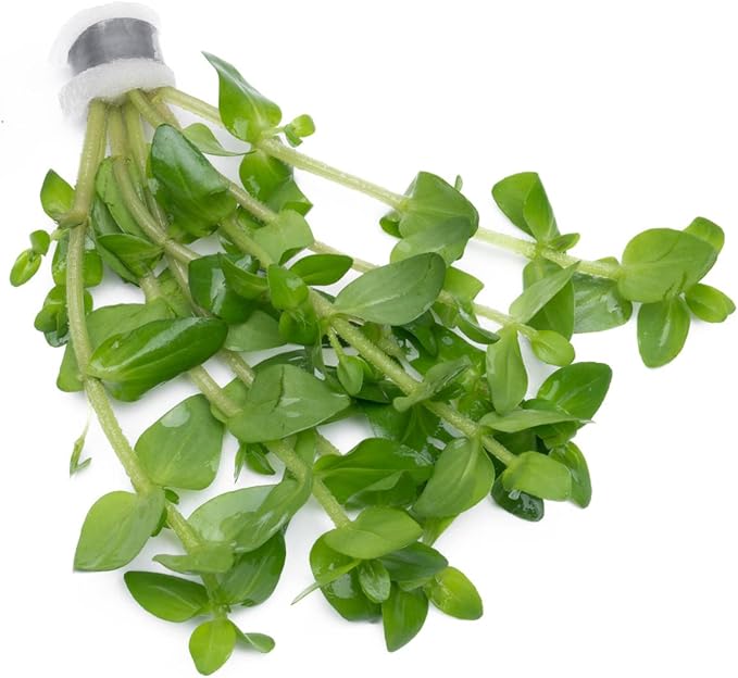 SubstrateSource Live Aquarium Red Stem Plants - Freshwater Aquatic Plant for Fish Tanks, Aquascaping - (Lemon Bacopa Caroliniana, 4 Bunches)
