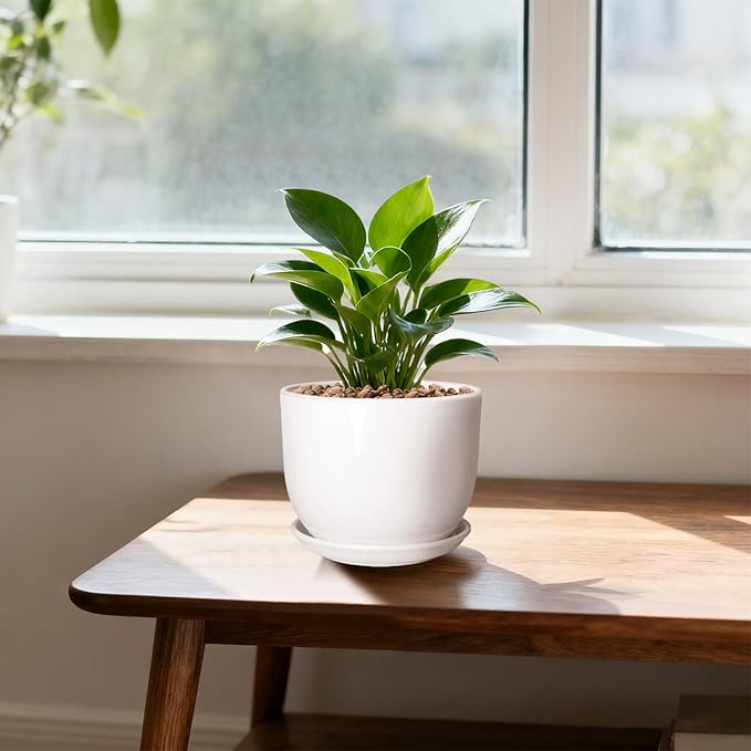 Ceramic Plant Pots,White 6.7 Inch Flower Pots for Plants,Ceramic Planter with Drainage Holes,Indoor Planter Pots with Saucer,Outdoor Garden Pots (White, 2 Pack)