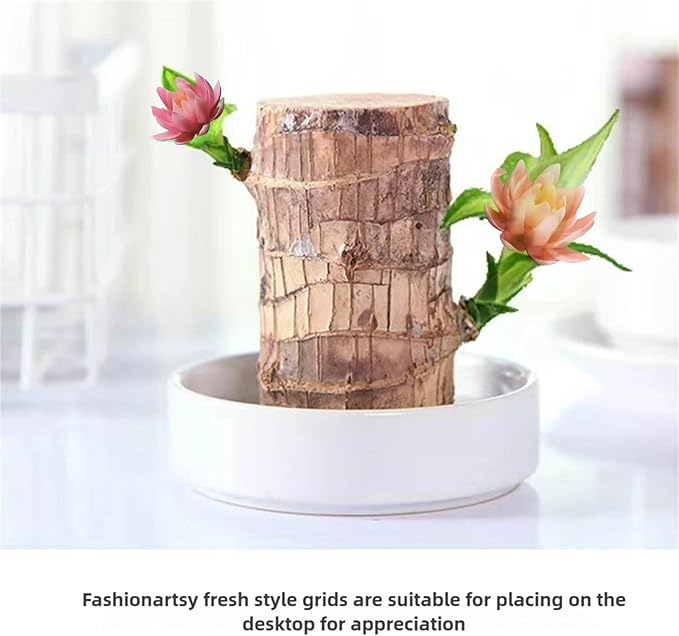 Brazilian Lucky Wood Kit with Monk, Grow Your Own Luck,Easy to Maintain Mini Brazil Woods for Indoor/Outdoor, Bedroom, Kitchen, Office Desk, Garden and Other Decorations (2D)