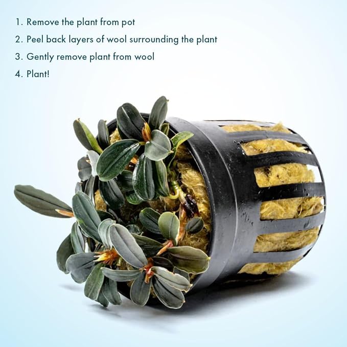 SubstrateSource Live Plants - Bucephalandra Kedagang Round Mini (Bucephalandra sp. 'Kedagang Round Mini') - Low to Medium Light, Dark Green Rounded Leaves, Foreground to Midground - Pot - 1 Pack