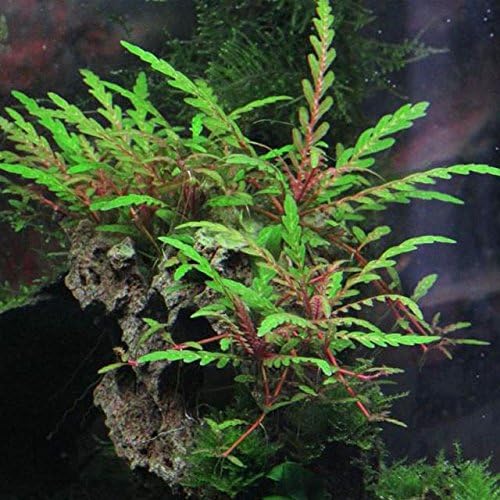 Texas Aquarium Plant Bundle - 20 Species Live Aquarium Plants Package