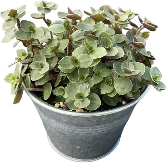 Turtle Vine with Vintage Metal Pot, Live Callisia Repens Sedum Succulent in 4" Pot, House Plant Home Office Wedding Decoration DIY Projects Party Favor