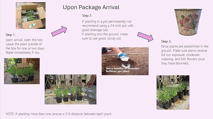 L+ Lavender 'Hidcote Blue' – 4 Live Plants in 4" Pots – Dark Purple Flowers – Fragrant, Pollinator-Friendly, Drought & Deer Resistant – Grown in Washington