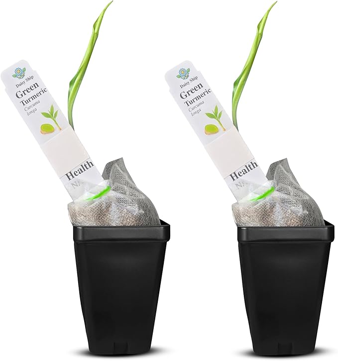 Green Turmeric Live Plant - (Curcuma aeruginosa) - Rare Medicinal Herb, Vibrant Pink Flowers, Ideal for Tropical Gardens (2 Green Turmeric Cups)