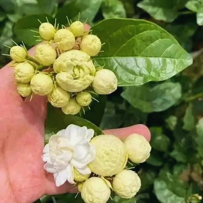 2 Jasmine Plants Live, Jasmine Flower Plant, 5 Inc Long, Annual Blooming Climbing Vine (Grand Duke)