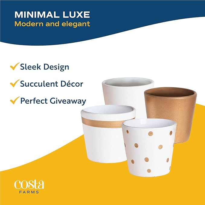 Costa Farms Succulents (24 Pack), Live Mini Succulent Plants in Ceramic Decor Planter Pots, Indoor Houseplants in Potting Soil, Bulk Baby Shower Gifts, Party Favors, Bridesmaid Gifts, 2-Inches Tall