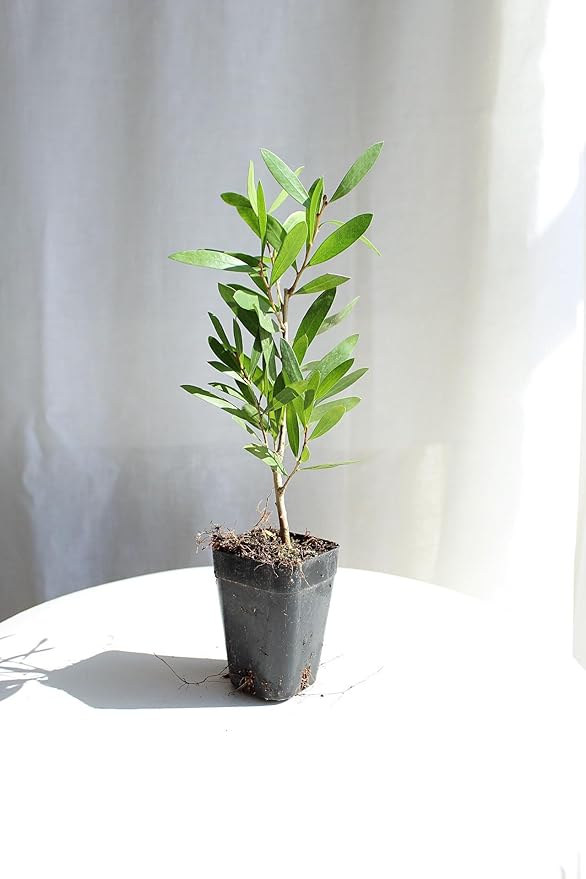 Generic Purple Bottlebrush Starter Plant Callistemon Citrinus Jeffersii Starter Plant Shrub Pink Floral Live Plant Landscape Outdoor Garden Plant